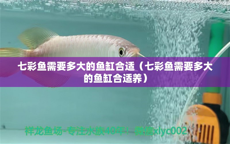 七彩魚需要多大的魚缸合適（七彩魚需要多大的魚缸合適養(yǎng)）