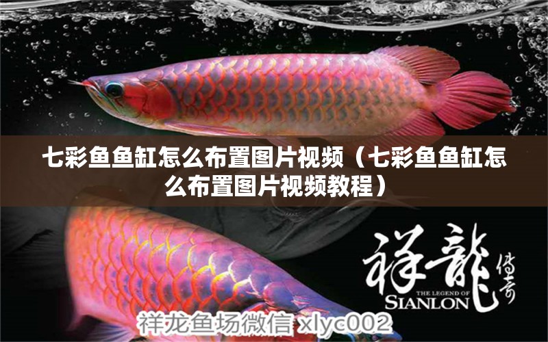 七彩魚魚缸怎么布置圖片視頻（七彩魚魚缸怎么布置圖片視頻教程）