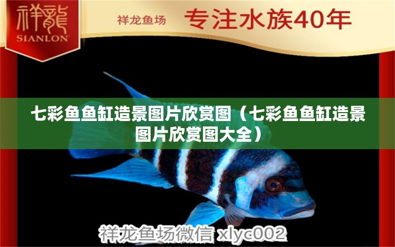 七彩魚魚缸造景圖片欣賞圖（七彩魚魚缸造景圖片欣賞圖大全）