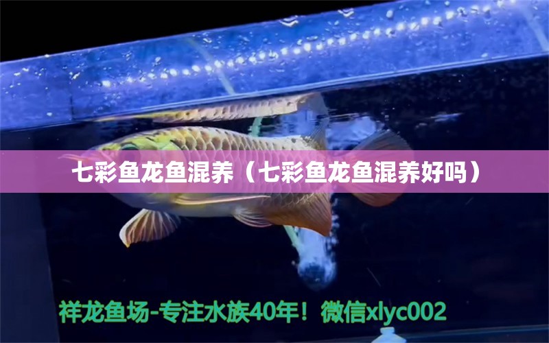 七彩魚龍魚混養(yǎng)（七彩魚龍魚混養(yǎng)好嗎）