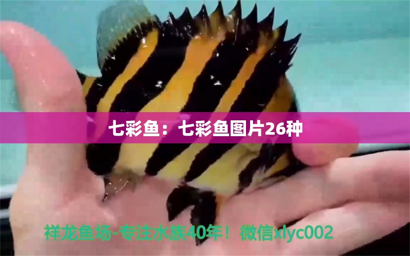 七彩魚：七彩魚圖片26種