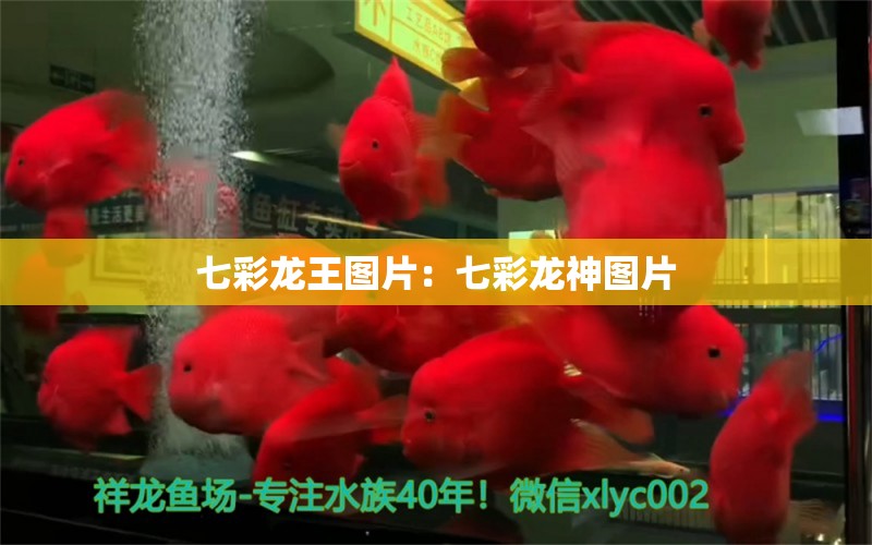 七彩龍王圖片：七彩龍神圖片 觀賞魚