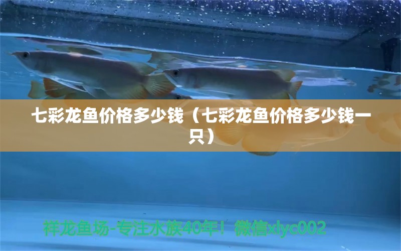 七彩龍魚價格多少錢（七彩龍魚價格多少錢一只）