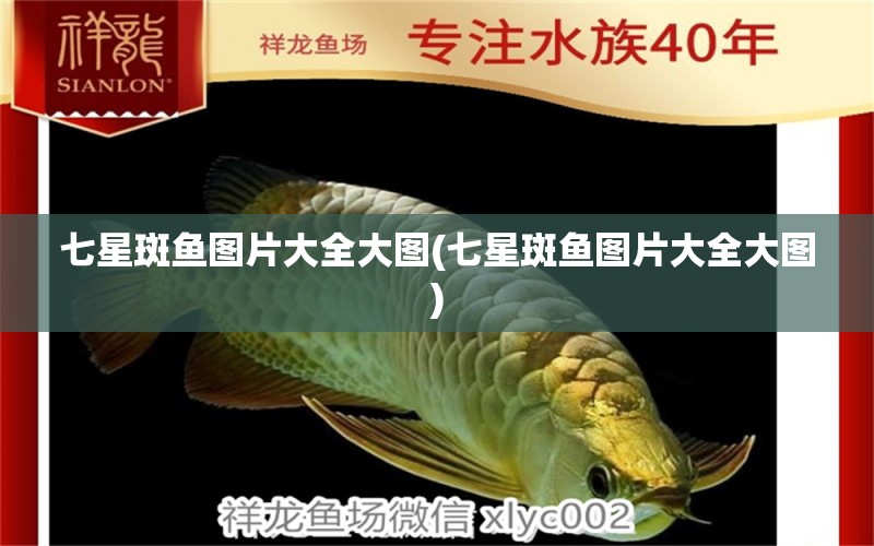 七星斑魚(yú)圖片大全大圖(七星斑魚(yú)圖片大全大圖) 七彩神仙魚(yú)