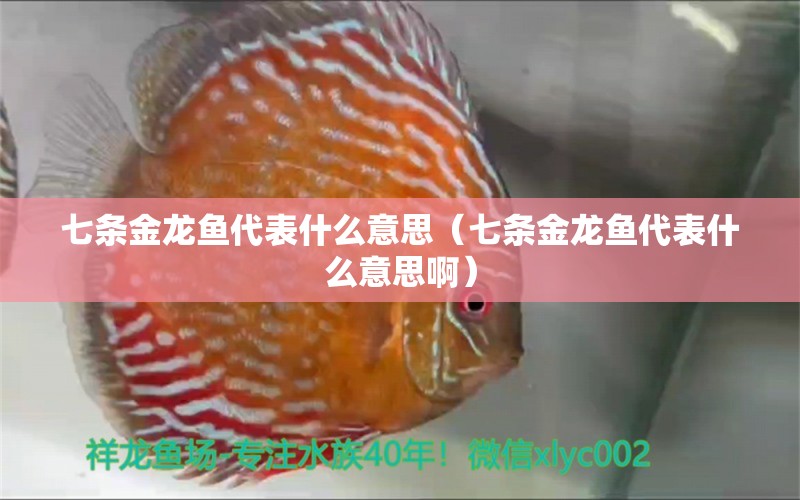 七條金龍魚(yú)代表什么意思（七條金龍魚(yú)代表什么意思?。? title=