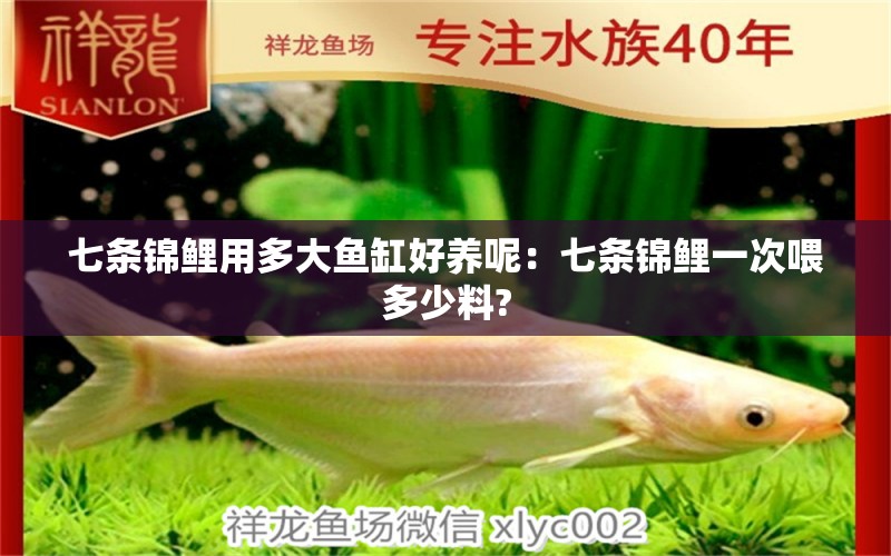 七條錦鯉用多大魚缸好養(yǎng)呢：七條錦鯉一次喂多少料? 廣州水族批發(fā)市場