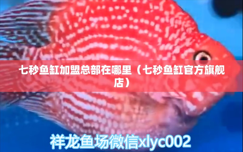 七秒魚缸加盟總部在哪里（七秒魚缸官方旗艦店）