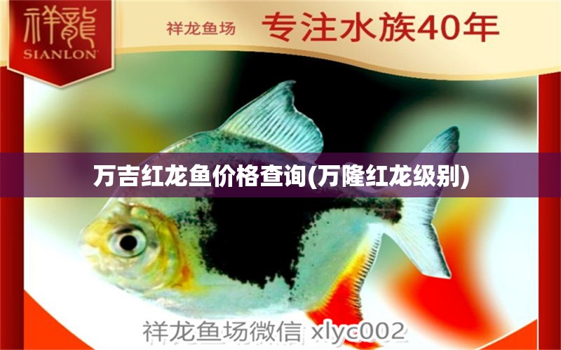 萬吉紅龍魚價格查詢(萬隆紅龍級別) 青龍魚