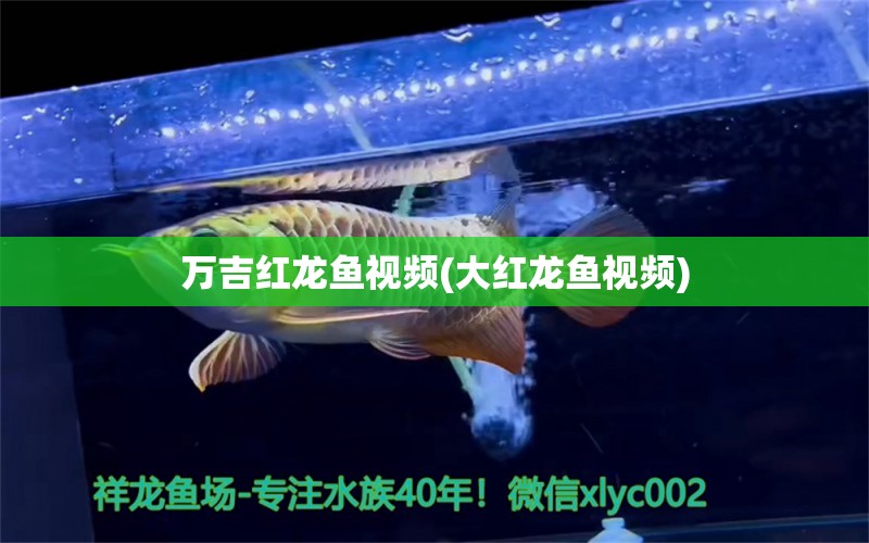 萬吉紅龍魚視頻(大紅龍魚視頻) 狗仔（招財貓)魚苗 第1張