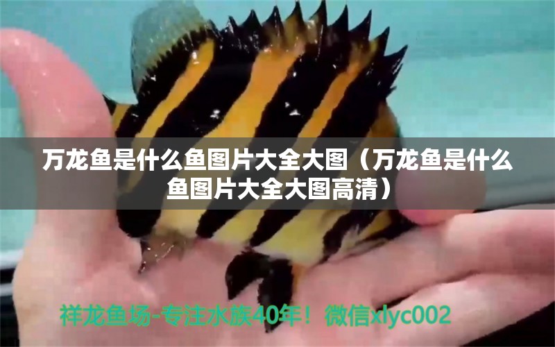 萬龍魚是什么魚圖片大全大圖（萬龍魚是什么魚圖片大全大圖高清）