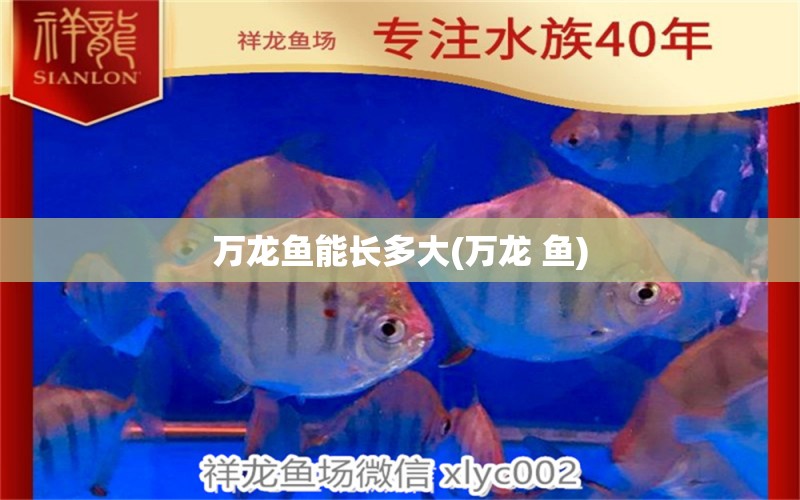 萬(wàn)龍魚(yú)能長(zhǎng)多大(萬(wàn)龍 魚(yú))