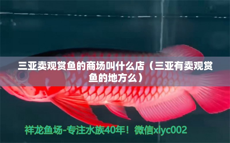 三亞賣觀賞魚的商場叫什么店（三亞有賣觀賞魚的地方么） 黃金招財貓魚 第1張