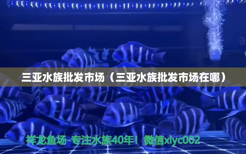 三亞水族批發(fā)市場（三亞水族批發(fā)市場在哪） 觀賞魚水族批發(fā)市場