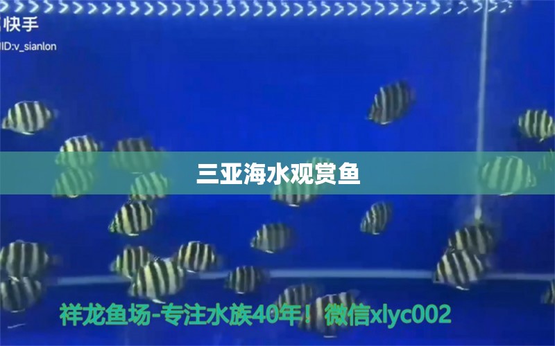 三亞海水觀賞魚