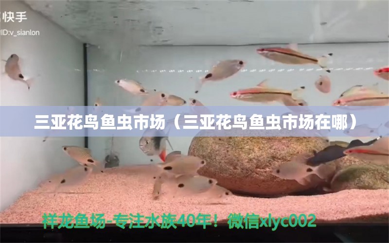 三亞花鳥魚蟲市場（三亞花鳥魚蟲市場在哪） 觀賞魚水族批發(fā)市場