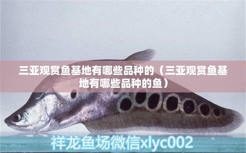 三亞觀賞魚基地有哪些品種的（三亞觀賞魚基地有哪些品種的魚） 祥龍水族醫(yī)院