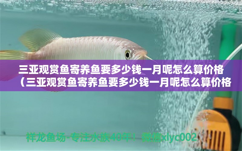 三亞觀賞魚寄養(yǎng)魚要多少錢一月呢怎么算價(jià)格（三亞觀賞魚寄養(yǎng)魚要多少錢一月呢怎么算價(jià)格） 祥龍水族醫(yī)院