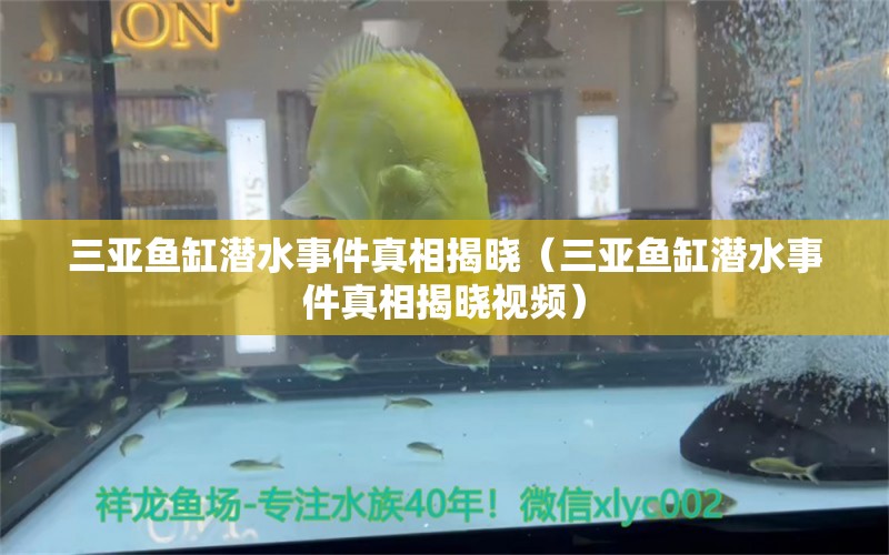 三亞魚缸潛水事件真相揭曉（三亞魚缸潛水事件真相揭曉視頻）