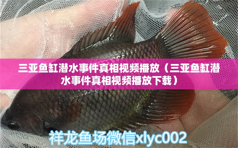 三亞魚缸潛水事件真相視頻播放（三亞魚缸潛水事件真相視頻播放下載）