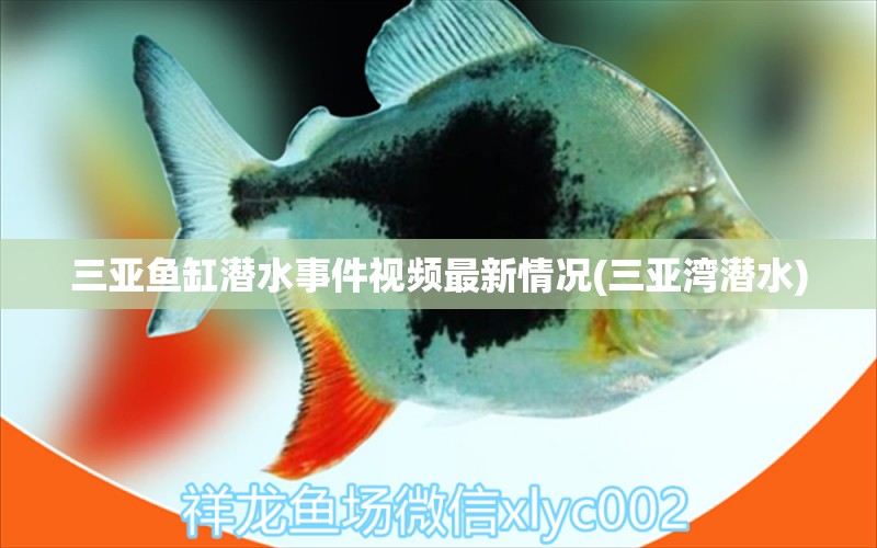 三亞魚缸潛水事件視頻最新情況(三亞灣潛水) 朱巴利魚