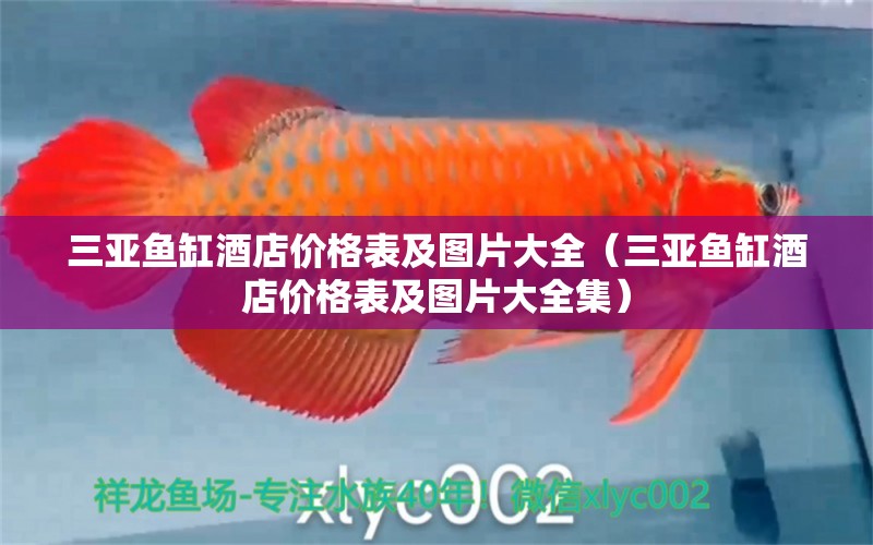 三亞魚缸酒店價格表及圖片大全（三亞魚缸酒店價格表及圖片大全集） 祥龍魚場