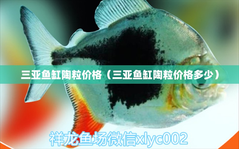 三亞魚缸陶粒價格（三亞魚缸陶粒價格多少）