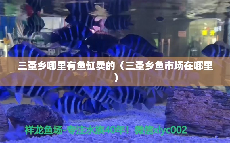 三圣鄉(xiāng)哪里有魚缸賣的（三圣鄉(xiāng)魚市場在哪里） 飛鳳魚