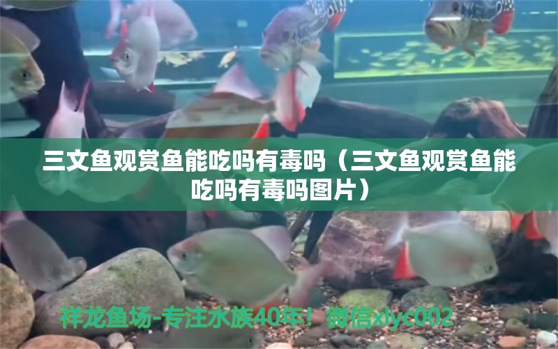 三文魚(yú)觀賞魚(yú)能吃嗎有毒嗎（三文魚(yú)觀賞魚(yú)能吃嗎有毒嗎圖片）