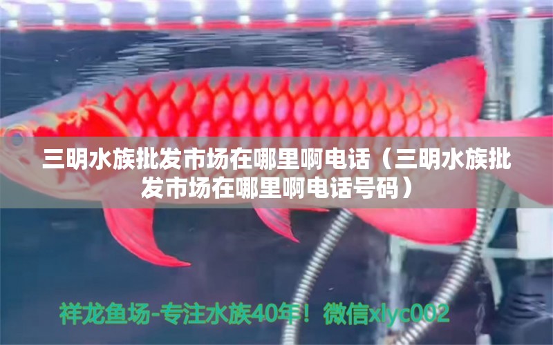 三明水族批發(fā)市場(chǎng)在哪里啊電話（三明水族批發(fā)市場(chǎng)在哪里啊電話號(hào)碼）