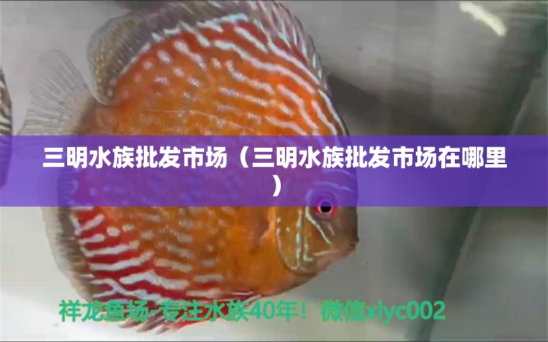 三明水族批發(fā)市場(chǎng)（三明水族批發(fā)市場(chǎng)在哪里）