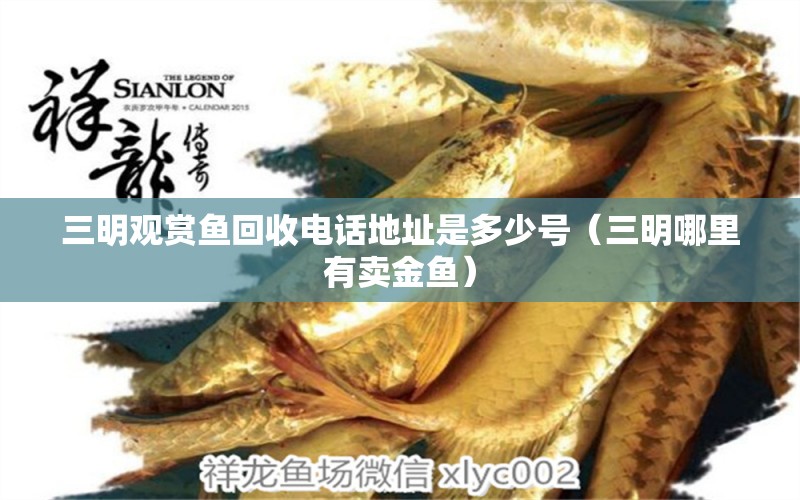 三明觀賞魚回收電話地址是多少號（三明哪里有賣金魚） 魚糧魚藥