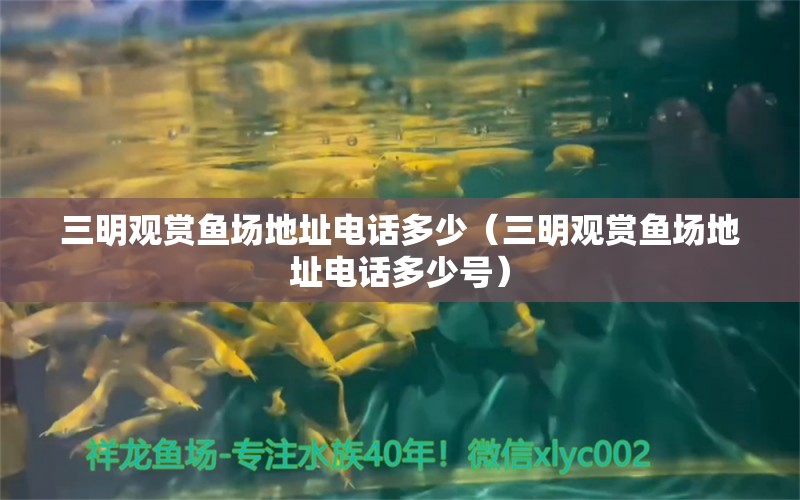 三明觀賞魚場地址電話多少（三明觀賞魚場地址電話多少號）