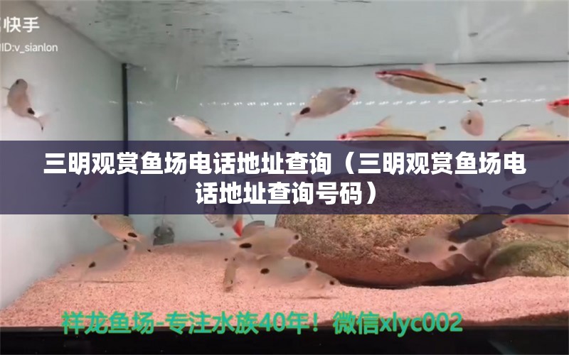 三明觀賞魚場電話地址查詢（三明觀賞魚場電話地址查詢號碼）