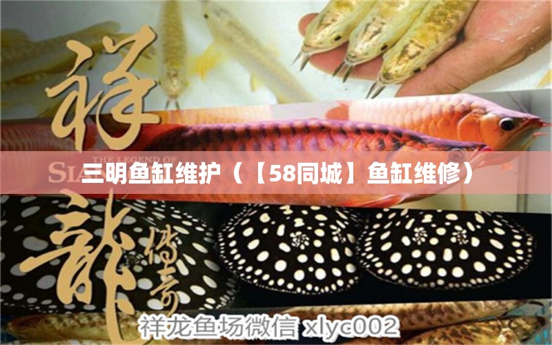 三明魚缸維護（【58同城】魚缸維修）