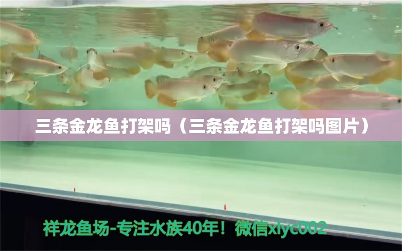 三條金龍魚打架嗎（三條金龍魚打架嗎圖片）