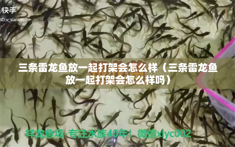 三條雷龍魚放一起打架會(huì)怎么樣（三條雷龍魚放一起打架會(huì)怎么樣嗎） 廣州龍魚批發(fā)市場(chǎng)