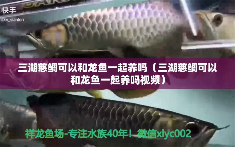 三湖慈鯛可以和龍魚一起養(yǎng)嗎（三湖慈鯛可以和龍魚一起養(yǎng)嗎視頻）