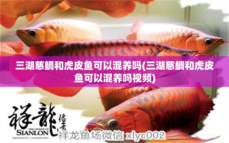 三湖慈鯛和虎皮魚可以混養(yǎng)嗎(三湖慈鯛和虎皮魚可以混養(yǎng)嗎視頻) 觀賞魚進出口