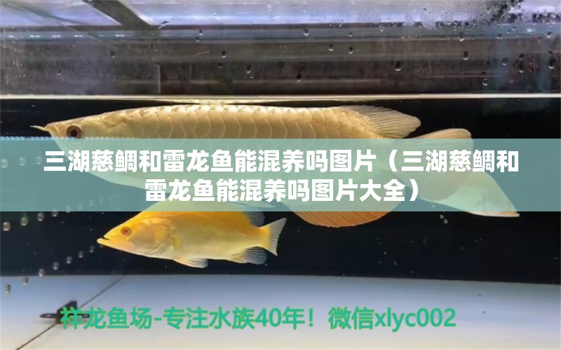 三湖慈鯛和雷龍魚能混養(yǎng)嗎圖片（三湖慈鯛和雷龍魚能混養(yǎng)嗎圖片大全）