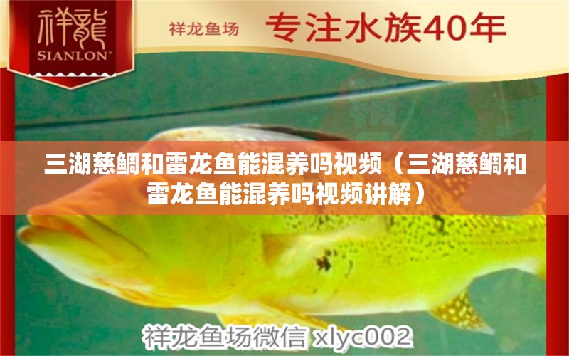 三湖慈鯛和雷龍魚能混養(yǎng)嗎視頻（三湖慈鯛和雷龍魚能混養(yǎng)嗎視頻講解）