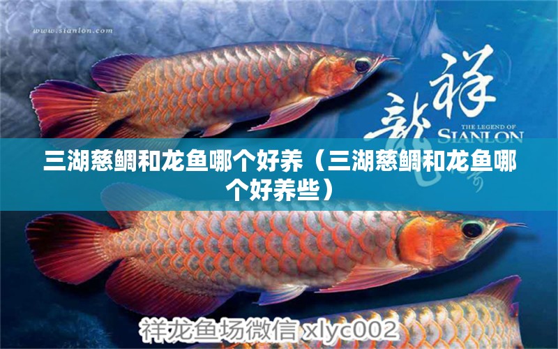 三湖慈鯛和龍魚哪個好養(yǎng)（三湖慈鯛和龍魚哪個好養(yǎng)些）