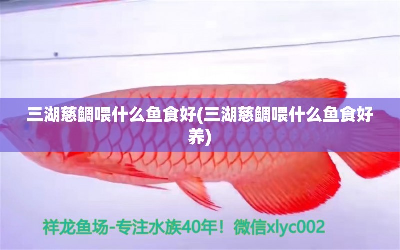 三湖慈鯛喂什么魚食好(三湖慈鯛喂什么魚食好養(yǎng)) 綠皮皇冠豹魚