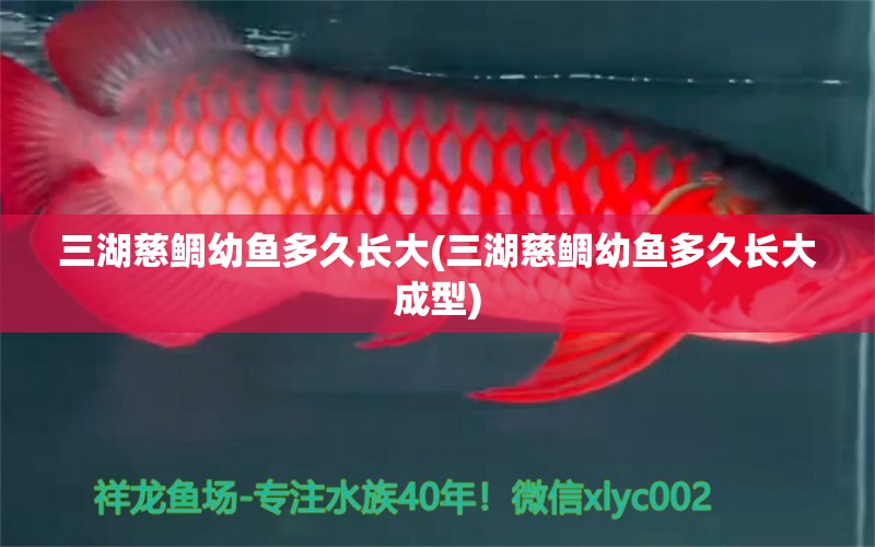 三湖慈鯛幼魚多久長大(三湖慈鯛幼魚多久長大成型) 白子銀龍魚苗