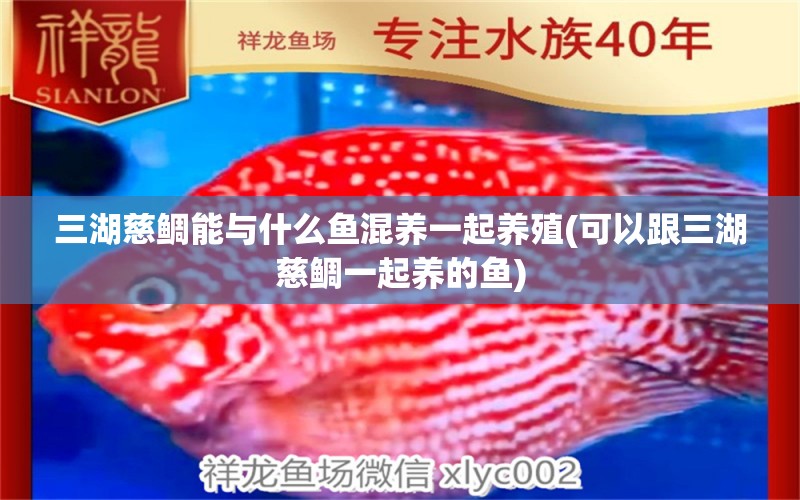 三湖慈鯛能與什么魚混養(yǎng)一起養(yǎng)殖(可以跟三湖慈鯛一起養(yǎng)的魚) 祥龍魚藥系列