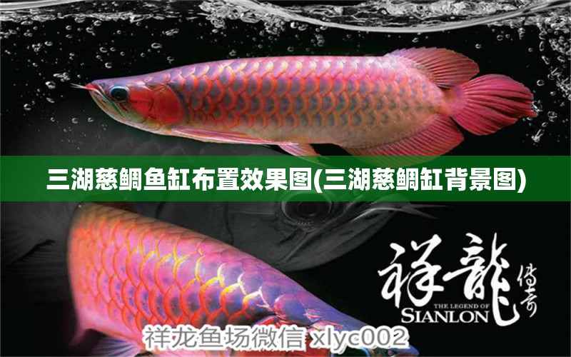 三湖慈鯛魚(yú)缸布置效果圖(三湖慈鯛缸背景圖) 銀龍魚(yú)百科 第1張