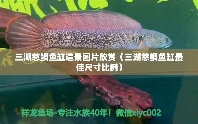 三湖慈鯛魚缸造景圖片欣賞（三湖慈鯛魚缸最佳尺寸比例） 進(jìn)口元寶鳳凰魚