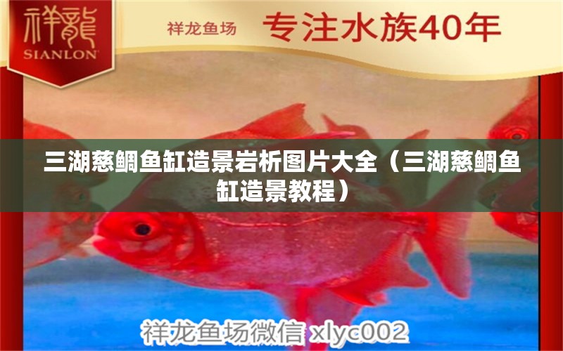 三湖慈鯛魚(yú)缸造景巖析圖片大全（三湖慈鯛魚(yú)缸造景教程）