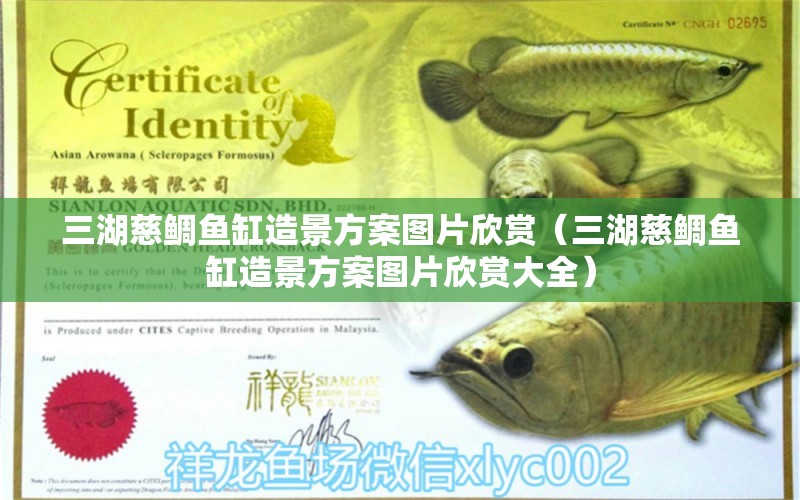 三湖慈鯛魚缸造景方案圖片欣賞（三湖慈鯛魚缸造景方案圖片欣賞大全）