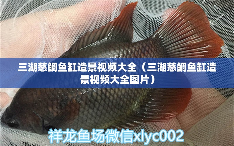 三湖慈鯛魚(yú)缸造景視頻大全（三湖慈鯛魚(yú)缸造景視頻大全圖片）