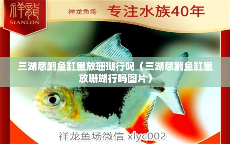 三湖慈鯛魚缸里放珊瑚行嗎（三湖慈鯛魚缸里放珊瑚行嗎圖片）